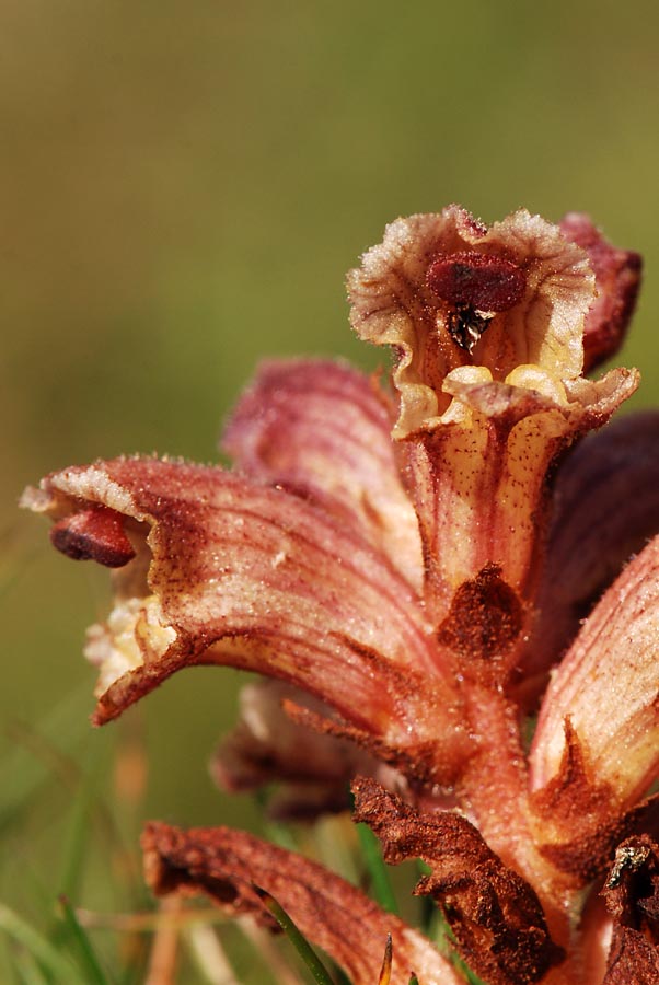 Orobanche sp.
